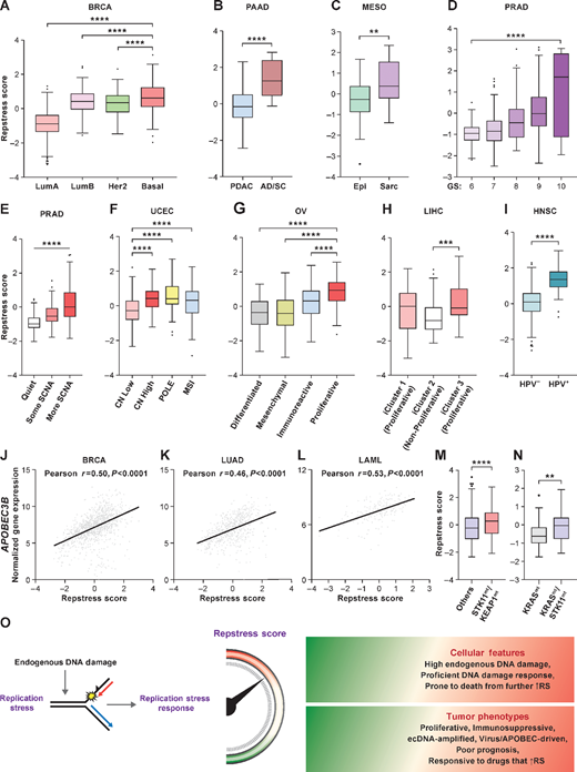 Resptress score identifies distinct molecular subtypes among various cancer types. A, Repstress scores among different breast cancer molecular subtypes. ****, P < 0.0001 by one-way ANOVA followed by Tukey multiple comparison test. B, Repstress scores in pancreatic cancers with adenocarcinoma (PDAC) versus adenosquamous (AD/SC) histology. ****, P < 0.0001 by Mann–Whitney U test. C, Repstress scores in malignant mesothelioma with epithelioid (Epi) versus sarcomatoid or mixed epithelioid and sarcomatoid (Sarc) histology. **, P < 0.01 by Mann–Whitney U test. D, Repstress scores among prostate cancers with different Gleason scores. ****, P < 0.0001 by linear trend test from left to right. E, Repstress scores and somatic copy-number alterations (SCNA) of TCGA prostate cancers SCNA subtype are defined by copy number–based clustering in a previous report (64). ****, P < 0.0001 by linear trend test from left to right. F, Repstress scores among uterine corpus endometrial carcinomas with different SCNA subtypes. SCNA subtypes are defined by copy number–based clustering in a previous report (65). ****, P < 0.0001 by one-way ANOVA followed by Tukey multiple comparison test. G, Repstress scores among transcriptomic subtypes in ovarian carcinoma The molecular subtypes are defined on the basis of transcriptome-based clustering in a previous report (66). ****, P < 0.0001 by one-way ANOVA followed by Tukey multiple comparison test. H, Repstress scores among genomic subtypes in hepatocellular carcinoma. The molecular subtypes (iCluster) are defined on the basis of an integrative analysis of DNA copy number, DNA methylation, mRNA expression, miRNA expression, and RPPA in a previous report (67). ***, P < 0.001 by one-way ANOVA followed by Tukey multiple comparison test. I, Repstress scores between patients with HPV-null (HPV−) and HPV-driven (HPV+) head and neck cancers. ****, P < 0.0001 by unpaired Student t test. Correlations between gene expression of APOBEC3B and repstress score in breast cancer (J), lung adenocarcinoma (K), and acute myeloid leukemia (L). Repstress score comparison between tumors with KEAP1/STK11 coalterations compared with those without (M), and tumors with KRAS/STK11 coalterations compared with KRAS single-altered tumors (N) in lung adenocarcinoma. Gene alterations or copy-number deletion (either heterozygous or homozygous) are considered as genetically alteration in KRAS, KEAP1, and STK11. Lung adenocarcinoma with KRAS/TP53 or KRAS/CDKN2A comutations are excluded from the analysis in N given a previous study reporting that non–small cell lung cancer with these comutations is different subtype from KRAS/STK11 comutated subtype (71, 72). ****, P < 0.0001; **, P < 0.01 by Mann–Whitney U test. O, A schema of repstress gene signature characterizing replication stress and its response. TCGA, The Cancer Genomic Atlas; LumA, luminal A; LumB, luminal B; PDAC, pancreatic adenocarcinoma; AD/SC, adenosquamous; Epi, epithelioid; Sarc, sarcomatoid; GS, Gleason score; SCNA, somatic copy-number alteration; CN, copy number; POLE, DNA polymerase epsilon, catalytic subunit; MSI, microsatellite instable; HPV, human papillomavirus; APOBEC, apolipoprotein B mRNA editing enzyme, catalytic polypeptide-like; STK11, Serine/threonine kinase 11; KEAP1, Kelch-like ECH-associated protein 1; RS, replication stress. Abbreviations for cancer types in TCGA are available from https://gdc.cancer.gov/resources-tcga-users/tcga-code-tables/tcga-study-abbreviations.