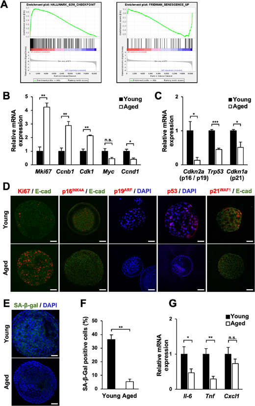 Cellular senescence is suppressed in aged gastric organoids. A, GSEA for (left) G2–M checkpoint-related genes and (right) senescence-related genes. B, The expression of genes related to cellular proliferation and cell cycle in young and aged gastric organoids (n = 3). C, The expression of senescence-inducing genes in young and aged gastric organoids (n = 3). D, Immunofluorescence for genes related to cellular proliferation and senescence in young and aged gastric organoids (n = 5). E-cad: E-cadherin. E, Representative images of SABG assay for young and aged gastric organoids. Scale bar: 50 μm. F, The ratio of senescent cells in young and aged gastric organoids assessed by SABG assay (n = 3). G, The expression of SASP-related genes in young and aged gastric organoids (n = 3). n.s., not significant; *, P < 0.05; **, P < 0.01; ***, P < 0.001.