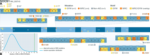Mutations in AID motifs at SOCS1. A, Schematic of SOCS1 gene structure. Middle track shows where SOCS1 SNVs are located. Zoomed-in tracks (top and bottom) show the location of WRC/GYW motifs and the mutations that lie within or outside motifs (W = A/T; R = A/G; Y = C/T). B, Distribution of counts of simulated mutations observed at SOCS1 that were in WRC motifs. The actual observed number of WRC SNVs (12/19) is shown using a green dashed line.