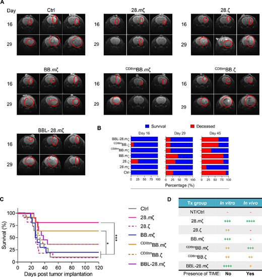 CAR structural design significantly impacts anti-glioma efficacy of mB7-H3 CAR T-cells in the GL261 immunocompetent model. Albino C57BL/6 mice were transplanted with 1 × 105 GL261 cells orthotopically, followed 7 days later by intratumoral injection of 3 × 106 mB7-H3-CAR T-cells transduced with different constructs and adjusted to 40% CAR expression. A, Axial brain MRI images from 3 representative mice per treatment group at days 16 and 29 after tumor implantation. B, Summary plots showing percentage of survival and deceased mice within each treatment group at days 16, 29, and 45 after tumor implantation. C, Kaplan–Meier survival curve (n = 11, log-rank Mantel–Cox test with Bonferroni correction for multiple comparisons, *, P < 0.05; ***, P < 0.001). Experiments were repeated twice with CAR T-cells generated from 2 different T-cell donors. D, Summary table for performance of different mB7-H3 CAR designs from in vitro and in vivo data [(−) means no response, increasing number of (+) signs mean better response].
