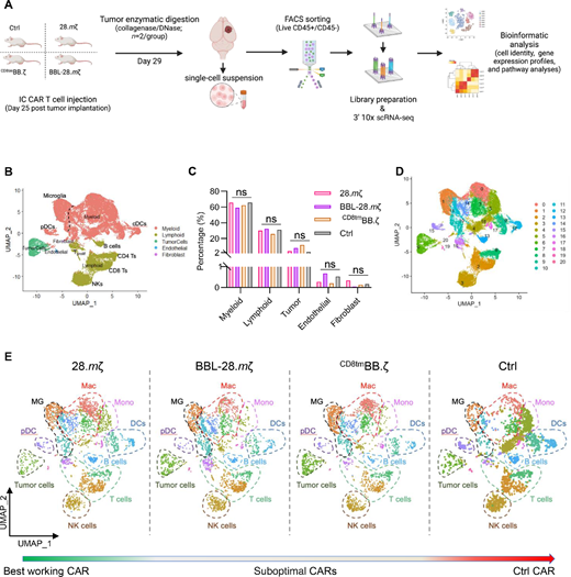 TIME heterogeneity after CAR T-cell treatment. A, Experimental scheme. Albino C57BL/6 mice were transplanted with 1 × 105 GL261 cells orthotopically, followed 25 days later by intratumoral injection of 3 × 106 mB7-H3-CAR T-cells (28.mζ, BBL-28.mζ,CD8tmBB.ζ, or Ctrl). Tumors were collected at 4 days after treatment and processed for scRNA-seq. Scheme created with BioRender.com. B, UMAP with major cell subsets in all tumor samples. C, Bar graph showing the percentage of each major cell type per treatment group. D, UMAP dimensionality reduction of single-cell data from all tumors clustered into 21 Seurat clusters annotated by number. E, UMAP visualization of the 21 Seurat clusters by treatment group from the best to the worst functioning CARs. Mac, macrophages; Mono, monocytes; MG, microglia; DC, dendritic cells.