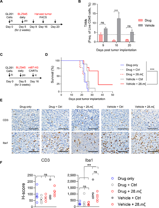 Global Mac/MG depletion abrogates effective CAR T-cell responses. GL261 glioma-bearing mice were treated with BLZ945 at 200 mg/kg starting 5 days after tumor implantation. A, Experimental scheme of BLZ945 macrophage depletion kinetics experiment. Daily drug dosing via oral gavage was for 2 weeks and tumors were harvested for FACS analysis at days 9, 16, and 20 after tumor implantation. B, Summary plot showing frequency of TAMs infiltrating tumors as percentage of live CD45+ immune cells. C, Experimental scheme for combination study. Glioma-bearing mice were treated with BLZ945 at 200 mg/kg starting 5 days after tumor implantation and continued daily for 3 weeks. B7-H3 CAR T-cells with Ctrl or 28.mζ constructs were then injected intratumorally at day 16. D, Kaplan–Meier survival curve (n = 11, log-rank Mantel–Cox test with Bonferroni correction for multiple comparisons, ***, P < 0.001). E, Representative images from immunostaining for T-cell and macrophage markers from tumors at endpoint showing CD3 and Iba1 staining in brain samples from each treatment group at 40x magnification (scale bar = 100 µm). F, H-scores depicting quantitative analysis of CD3 and Iba1 staining in brain tumor samples at endpoint from E as evaluated by blinded pathologist.
