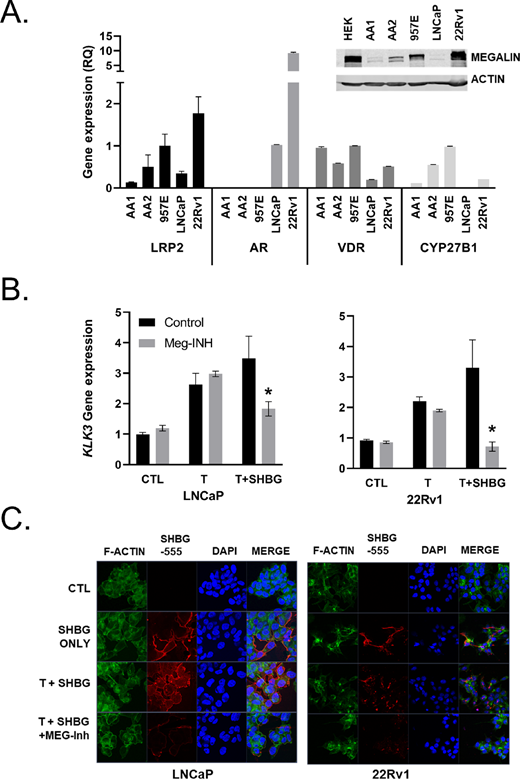 Prostate cells express megalin and import SHBG-bound T. A, Gene expression of LRP2, AR, VDR, and CYP27B1 in a panel of prostate cell lines as shown by qRT-PCR shown as relative quantitation to HPRT1. Error bars are SEM. (A, inset) Western blot analysis for megalin in prostate cell line panel. B, Regulation of KLK3 (PSA gene) expression after 24 hours following treatment with vehicle control (CTL), 50 nmol/L T alone (T), 50 nmol/L T preincubated with 500 nmol/L SHBG (SHBG), or T + SHBG in cells preincubated with 1 μmol/L MEG-Inh in LNCaP and 22Rv1 prostate cancer lines. C, Visualization (× 63) of SHBG-555 (red) import into cells with DAPI (blue) nuclear and F-actin (green) cytoskeletal counterstains. Statistical analysis was performed using a one-way ANOVA with a two-stage linear step-up procedure of Benjamini, Krieger, and Yekutieli for multiple comparisons; *, P < 0.05 for comparison with CTL, all graphs represent mean ± SEM of three or more individual experiments with two replicates per experiment.