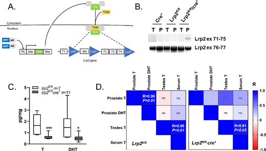 Loss of Lrp2 in the mouse prostate reduces prostatic androgen levels. A, Mouse model of conditional knockout of Lrp2 in prostate epithelium. B, Recombination of Lrp2 exons 71–75 after TAM treatment in prostate DNA (P), but not in tail DNA (T), only in bitransgenic mice. PCR for exons 76–77 was used as the positive control. C, Prostate levels of T and DHT quantified by LC/MS-MS for Lrp2fl/fl and Lrp2fl/fl/Cre+/+. The graphs show the mean with maximum–minimum bars. D, Heatmap of Pearson correlation coefficients (R) for tissue and serum androgens in P10-TAM mice (Lrp2fl/fln = 5, Lrp2fl/fl/Cre+/+n = 6). The P value is shown within each cell; ns, not significant.