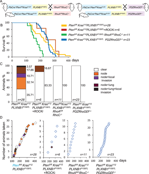 Inhibition of Rho/ROCK signaling by deletion of RhoA/C or PDZRhoGEF suppresses metastasis in the Ptenfl/flKrasG12VPLXNB1P1597L model. A, Schematic diagram of generation of Ptenfl/flKrasG12VPLXNB1P1597LRhoAfl/fl RhoC−/− and Ptenfl/flKrasG12VPLXNB1P1597L PDZRhoGEF−/− mice. B, Kaplan–Meier survival curves for untreated Ptenfl/flKrasG12VPLXNB1P1597L mice (n = 28), mice treated 1 mg/kg of ROCK inhibitor GSK269962 (n = 6) or two cohorts with Rho/ROCK pathway genetic deletions: Ptenfl/flKrasG12VPLXNB1P1597L RhoAfl/fl RhoC−/− (n = 11) and Ptenfl/flKrasG12VPLXNB1P1597L PDZRhoGEF−/− (n = 23) mice. Primary prostate tumor growth was the major reason for euthanasia. Cohorts with either ROCK inhibitor treatment (median survival 275.5 days, log-rank test; z = 1, P = 0.32) or PDZRhoGEF deletion (median survival 254 days, log-rank test; z = 0.49, P = 0.63) had no significant changes in animal survival compared with untreated Ptenfl/flKrasG12VPLXNB1P1597L cohort (median survival 226.5 days). Ptenfl/flKrasG12VPLXNB1P1597L RhoAfl/fl RhoC−/− showed decrease in survival due to penis skin wart growth (log-rank test; z = 3.24, P = 0.00119). C, Percentages of animals affected/not affected by metastasis in Ptenfl/flKrasG12VPLXNB1P1597L cohorts. Following necropsy, mice were categorized according to their metastatic outcome: no metastatic deposits (white), lymph node metastasis (orange), lymph node metastasis combined with invasion into peritoneum or pelvic muscle (purple), combined lymph node and lung metastasis (brown), animals with both lymph node and lung metastasis combined with invasion into peritoneum or pelvic muscle (black). D, Timing and type of metastatic deposits in Ptenfl/flKrasG12VPLXNB1P1597L cohorts.