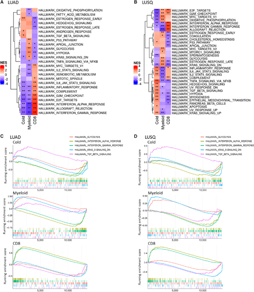 Activated and suppressed pathways identified by GSEA using the hallmark gene set in immune subtypes. A and B, Heat maps representing top scored pathways enriched in genes with expression increased and decreased in common in LUAD (A) and LUSQ (B). C and D, Top signatures of pathways with increased expression are shown in red; those for genes with decreased expression are shown in blue. Running enrichment scores for glycolysis, IFNα, IFNγ, K-ras signaling, and TGFβ signaling signatures as commonly activated pathways in immune subtypes of LUAD (C) and LUSQ (D).