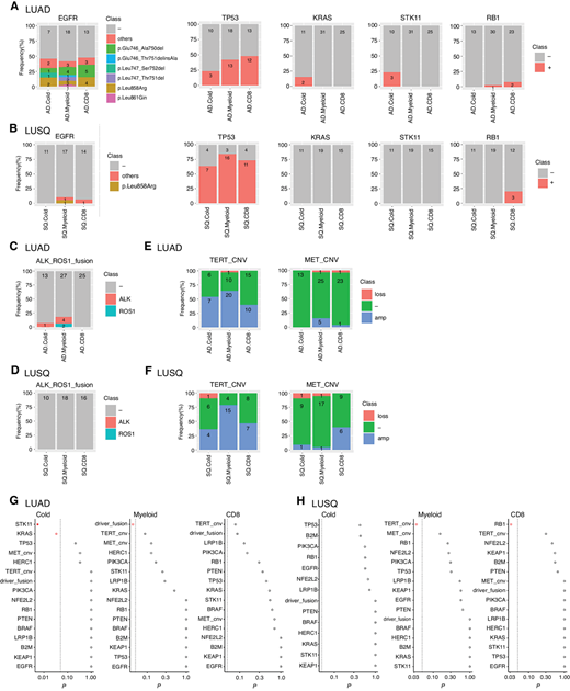 Characteristics of genomic alterations as a function of immune subtype. Numbers of cases analyzed using WES were LUAD (n = 69; Cold, n = 13; Myeloid, n = 31; CD8, n = 25), and LUSQ (n = 45; Cold, n = 11; Myeloid, n = 19; CD8, n = 15). Number of cases analyzed using RNA-seq for fusion genes are the same as described in Fig. 4. A–F, Characteristics of gene alterations. Number of patients are indicated in each column. Mutations of EGFR, TP53, KRAS, STK11, and RB1 in LUAD (A) and LUSQ (B) were analyzed using WES. ALK and ROS1 fusion genes in LUAD (C) and LUSQ (D) were analyzed with RNA-seq. Amplification or loss of MET and TERT in LUAD (E) and LUSQ (F) were analyzed using WES. Differences in gene alterations for immune subtypes in LUAD (G) and LUSQ (H) plotted as P values determined using Fisher exact test w. In the dot plots, red circles indicate P ≤ 0.05 and the filled red circle indicates Holm-adjusted P ≤ 0.2.