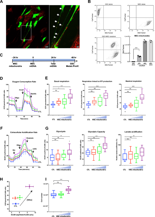 Exchange of mitochondria between MSCs with GSCs enhances GSC energy metabolism and proliferation. A and B, Mitochondria exchange during coculture of MSCs and GSCs, respectively prelabeled with red MitoTracker and green CellTracker. A, Imaging by confocal microscopy (24 hours). Scale bars: left, 20 μm; right, 5 μm. Arrows: MSC mitochondria. B, Quantification of mitochondria transfer to GSCs by flow cytometry analysis (48 hours coculture) Representative experiment and quantification with MSC from 3 donors. C–I, MSC mitochondria (three concentrations with 2-fold incremental increases) were transferred to GSCs by Mitoception and their effects on GSC functions were analyzed at 48 hours. C, Time line. D–H, Dose–response effects of MSC mitochondria on GSCs OCRs (D, E) and ECARs (F, G). All values were normalized to GSC cell numbers. D, Representative plot of GSC OCR in basal conditions and after sequential addition of oligomycin, Carbonyl cyanide-p-trifluoromethoxyphenylhydrazone (FCCP), and rotenone/antimycin. Mean values and SEM are indicated (n = 4). E, Tukey boxplots showing basal respiration, respiration linked to ATP production and maximal respiration. n = 18 from four independent experiments. One-way ANOVA; *, P < 0.05; ***, P < 0.001. F, Representative plot of GSC ECAR in basal conditions and after sequential addition of glucose, oligomycin, oxamate, and 2-deoxyglucose. Mean values and SEM are indicated (n = 6). G, Tukey boxplots showing basal glycolysis, glycolytic capacity, and lactate acidification. n = 13 from three independent experiments. One-way ANOVA; *, P < 0.05; **, P < 0.01; ***, P < 0.001. H, OCR versus ECAR of GSCs with MSC mitochondria. Mean and SEM. I, Tukey boxplots showing GSCs proliferation. One-way ANOVA; ***, P < 0.001. Data from B to I were obtained with MSCs from 3 donors.