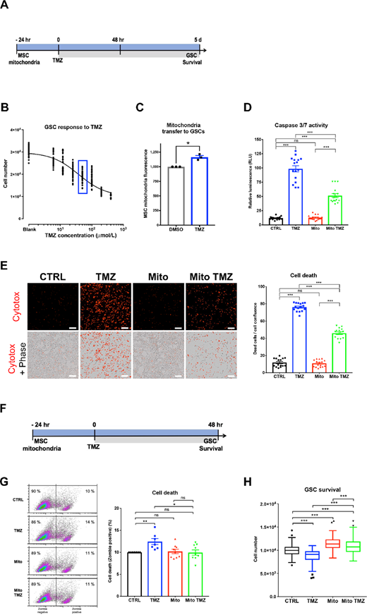 MSC mitochondria increase GSC survival in response to TMZ. A and F, Time lines for the response of GSCs to TMZ, at day 5 (B–E) and at 48 hours (G–H). B, Survival of GSCs in response to TMZ (dose–response 6–400 μmol/L). Framed TMZ concentration of 50 μmol/L used in all subsequent experiments. C, Effect of TMZ on the transfer of mitochondria from MSCs to GSCs, as analyzed by flow cytometry. D and E, Effects of MSC mitochondria on GSC survival in response to TMZ. D, GSC caspase 3/7 activity (n = 16, three independent experiments). E, Cytotox assay (Incucyte). Representative images and quantification of Cytotox labeled GSCs (n = 15, 3 independent experiments). G and H, Effects of MSC mitochondria on GSC survival in response to TMZ (48 hours). H, GSC cell death. FACS analysis of Zombie violet-stained GSCs. Representative data and quantification from seven independent experiments with mean and SEM values. H, GSC cell number (n = 84 from seven independent experiments). Tukey boxplots with Kruskal–Wallis test; **, P < 0.01; ***, P < 0.001. C–E and G, Statistical analysis by one-way ANOVA; *, P < 0.05; ***, P < 0.001.