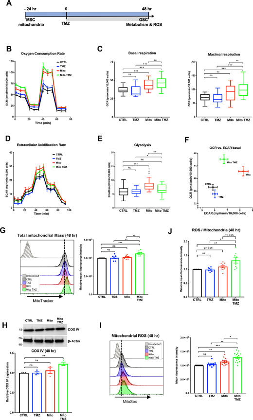 MSC mitochondria modify the metabolic response of GSCs to TMZ. MSC mitochondria were transferred by Mitoception to GSCs which were subsequently treated with TMZ (50 μmol/L) for 48 hours. A, Time line. Effects of TMZ in the presence/absence of MSC mitochondria on GSC OCRs (B and C) and ECARs (D and E). All values were normalized to GSC cell numbers. B, Representative plot of GSC OCR in basal conditions, treated with TMZ, MSC mitochondria or both, and after sequential addition of oligomycin, FCCP and rotenone/antimycin. Mean values and SEM (n = 4). C, Tukey boxplots showing basal respiration and maximal respiration (n = 25 from four independent experiments). One-way ANOVA; **, P < 0.01; ***, P < 0.001. D, Representative plot of GSC ECAR in basal conditions, treated with TMZ, MSC mitochondria or both, and after sequential addition of glucose, oligomycin, oxamate, and 2-deoxyglucose. Mean values and SEM (n = 5). E, Tukey boxplots showing GSC basal glycolysis (n = 25 from four independent experiments). One-way ANOVA; **, P < 0.01; ***, P < 0.001. F, OCR versus ECAR values of GSCs treated with TMZ, with MSC mitochondria or with both. Mean and SEM values. G–J, GSC mitochondrial mass and ROS production. GSCs labeled with MitoTracker and MitoSox were analyzed by FACS, following the acquisition of MSC mitochondria and 48 hours TMZ treatment. G, GSC total mitochondrial mass. Representative experiment and relative mitochondria mean fluorescence intensity values represented as mean ± SEM (n = 7). H, Expression of COX IV protein. Representative Western blots for COX IV and β−actin expression (MW markers in kDa). Quantifications (n = 3) represented as mean ± SEM. I, GSC ROS production as measured with Mitosox. Representative data and quantification from independent experiments (n = 9) with mean and SEM values. J, Ratios of GSC ROS production over mitochondrial mass (n = 7). G–J, One-way ANOVA; *, P < 0.05; **, P < 0.01; ***, P < 0.001.