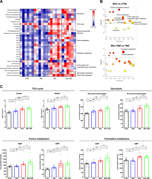 MSC mitochondria modify GSC metabolite production in response to TMZ. GSC metabolites production was analyzed by mass spectrometry on whole-cell extracts. A, Heat map of metabolites produced by GSCs following acquisition of MSC mitochondria and/or TMZ treatment. B, MSEA in GSCs after mitochondria acquisition in comparison with control GSCs, without or with TMZ treatment. C, Metabolite concentrations for metabolic pathways identified in B. Two independent experiments were performed, each in triplicate. Each point corresponds to an individual culture and extraction. Values were normalized to cell numbers. Means ± SEM and t tests with Welch correction; *, P < 0.05; **, P < 0.01.