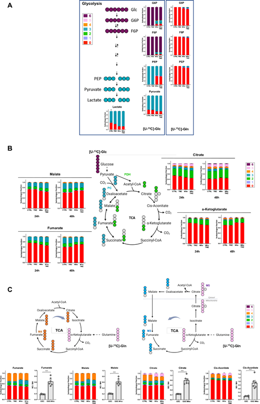 MSC mitochondria modify metabolite fluxes in GSCs. [U-13C]-glucose and [U-13C]-glutamine isotope profiling of GSCs with and/or without MSC mitochondria and treated or not with TMZ (48 hours; n = 3). A, Glycolysis intermediates. B, Isotopologues of TCA cycle metabolites from 13C-glucose (24 and 48 hours). C, Isotopologues of TCA cycle metabolites from 13C-glutamine (48 hours). M3/M4 and M5/M3 ratios of isotopologues in GSCs with/out MSC mitochondria. Mean + SEM. Two-tailed unpaired t tests; ***, P < 0.001. Colors refer to the number of carbon originating from [U-13C]-glucose (A, B) and [U-13C]-glutamine (C).