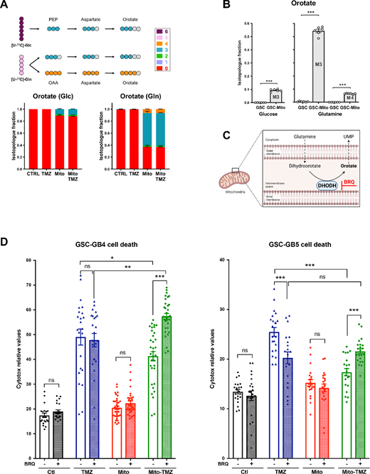 MSC mitochondria induce a higher orotate turnover in GSCs which supports resistance to TMZ. A and B, [U-13C]-glucose and [U-13C]-glutamine orotate isotope profiling in GSCs with and/or without MSC mitochondria and treated or not with TMZ (48 hours; n = 3). Mean + SEM. Statistical analysis by Student t test. ***, P < 0.001. C, Schematic of BRQ inhibition of DHODH-dependent orotate production (BioRender). D, Effect of BRQ (100 nmol/L) on the survival of GSCs (GB4 and GB5, from 2 donors) to TMZ treatment (50 μmol/L) following acquisition of MSC mitochondria (3 MSC donors for each GSC). Two-way ANOVA, *, P < 0.05; **, P < 0.01; ***, P < 0.001; n = 4, each dot represents a culture well.