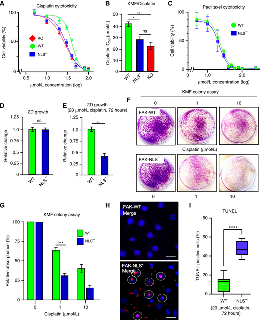 FAK nuclear localization enhances murine ovarian tumor cell survival to cisplatin. A, FAK-KO, FAK-WT, and FAK-NLS− KMF cells were evaluated for cisplatin cytotoxicity after 48 hours in culture. Shown is percent cell viability vs. cisplatin concentration (μmol/L, log10), and points are means of triplicate samples ± SD (n = 3 independent experiments). B, Determination of cisplatin IC50 values as performed in A (*, P < 0.05; **, P < 0.01). C, FAK-WT and FAK-NLS− KMF cells were evaluated for paclitaxel cytotoxicity (μmol/L, log10) after 48 hours in culture. D, Analysis of KMF-FAK-WT and KMF-FAK-NLS− cells for growth in culture and (E) in the presence of 20 μmol/L cisplatin for 72 hours. Values are means ± SD from two independent experiments with triplicate points and FAK-WT values set to 1 (**, P < 0.01). F, Representative images of crystal violet–stained KMF FAK-WT and FAK-NLS− cell colonies formed in the presence of 0, 1, or 10 μmol/L cisplatin after 10 days. G, Quantitation of FAK-WT (green bars) and FAK-NLS− (blue bars) colony formation. Values are means ± SD from three independent experiments with triplicate points (***, P < 0.001). H, Representative images of TUNEL staining to detect changes in FAK-WT or FAK-NLS− cell DNA fragmentation after cisplatin (20 μmol/L, 48 hours) addition. TUNEL-positive nuclei (identified by DAPI costain) are marked (white circle) in the merged images. Scale bar, 10 μm. I, Quantification of FAK-WT (green bars) and FAK-NLS− (blue bars) TUNEL staining. Box and whisker plots show the mean ± SD from three independent experiments (****, P < 0.0001). ns, not significant.