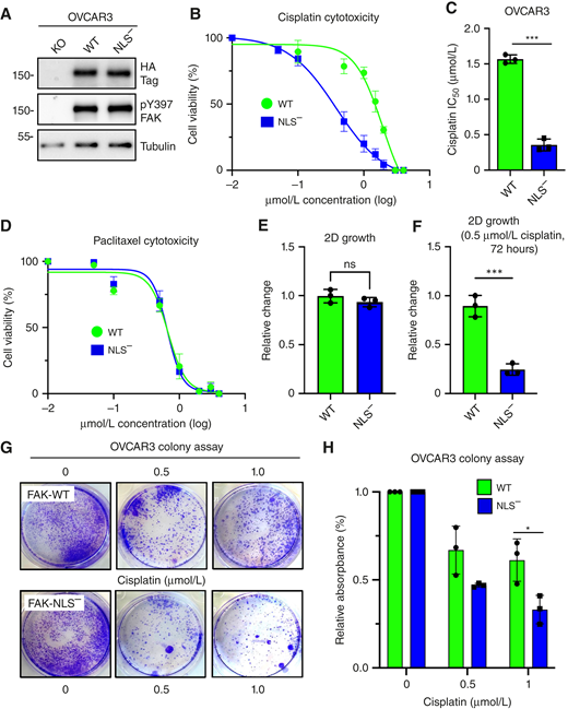 FAK KO and reexpression show that nuclear FAK promotes cisplatin but not paclitaxel resistance in human OVCAR3 cells. A, Immunoblots of cultured FAK KO OVCAR3 (clone AB21) and GFP-FAK-WT or FAK-NLS− reconstituted AB21 cells for HA-tag (at FAK C-terminal), FAK pY397, and β-tubulin as a loading control. B, FAK-WT, and FAK-NLS− OVCAR3 cells were evaluated for cisplatin cytotoxicity after 48 hours in culture. Shown is percent cell viability vs. cisplatin concentration (μmol/L, log10), and points are means of triplicate samples ± SD (n = 3 independent experiments). C, Determination of IC50 values to cisplatin as performed in B (***, P < 0.001). D, FAK-WT and FAK-NLS− OVCAR3 cells were evaluated for paclitaxel cytotoxicity (μmol/L, log10) after 48 hours in culture. E, Analysis of OVCAR3 FAK-WT and FAK-NLS− cells for growth in culture and (F) in the presence of 0.5 μmol/L cisplatin for 72 hours. Values are means ± SD from two independent experiments with triplicate points and FAK-WT values set to 1 (***, P < 0.001; ns not significant). G, Representative images of crystal violet–stained OVCAR3 FAK-WT and FAK-NLS− cell colonies formed in the presence of 0, 0.5, or 1.0 μmol/L cisplatin after 10 days. H, Quantitation of FAK-WT (green bars) and FAK-NLS− (blue bars) colony formation. Values are means ± SD from three independent experiments with triplicate points (*, P < 0.05).