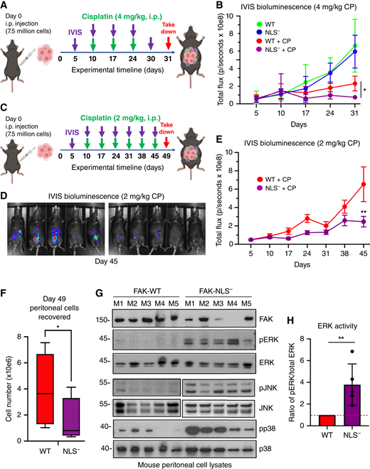 FAK nuclear localization supports KMF tumor cisplatin resistance in vivo with effects on downstream signaling. A, Experimental schematic: 7.5 million luciferase-expressing KMF FAK-WT or FAK-NLS− cells were intraperitoneally injected into C57Bl6 mice (day 0), and IVIS luciferase imaging at day 5 was used to randomize experimental groups (n = 8 each). Mice were administered saline or cisplatin (CP, 4 mg/kg) and imaged on the indicated days. B, Graphical presentation of IVIS tumor burden from day 5 to day 31 as expressed as total flux in photons per second. Experimental groups are FAK-WT saline (green), FAK-WT plus CP (red), FAK-NLS− saline (blue), and FAK-NLS− + CP (violet). Values are means ± SD (n = 8, *, P < 0.05). C, Experimental schematic (similar as described in A) with decreased and more frequent cisplatin (2 mg/kg) administration over a longer experimental period. D, Representative IVIS images of CP-treated FAK-WT and FAK-NLS− tumor-bearing mice on day 45. E, Graphical presentation of IVIS tumor burden from day 5 to day 45. Experimental groups are FAK-WT + CP (red) and FAK-NLS− + CP (violet). Values are means ± SD (n = 8, **, P < 0.01). F, Enumeration (trypan blue–negative) of peritoneal cells recovered after euthanasia. Box and whisker plots show the mean (±SD, *, P < 0.05) for FAK-WT (red) and FAK-NLS− (violet) tumor-bearing mice. G, Protein cell lysates were made from peritoneal collected cells from individual FAK-WT and FAK-NLS− tumor-bearing mice (n = 5 each, M1 to M5) and immunoblotted for FAK, β-tubulin, active ERK (pERK), total ERK, active p38 (pp38), and total p38 MAPK. Immunoblotting for active JNK (pJNK) and total JNK were from the same samples but independent gels. H, Image quantitation of pERK to total ERK ratio from samples in G. Values are means ± SD (n = 5 experimental points, **, P < 0.01). FAK-WT values set to 1 (dotted line).