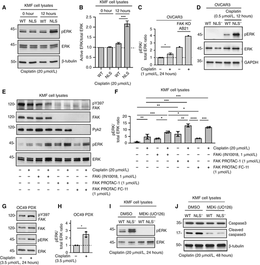 Prevention of FAK expression, activity, or nuclear localization results in elevated cisplatin-stimulated ERK activation. A, KMF FAK-WT and FAK-NLS− cells were treated for 0 or 12 hours with cisplatin (20 μmol/L), and cell lysates were immunoblotted for active ERK (pERK), total ERK, and β-tubulin. B, Image quantitation of pERK to total ERK ratio from two independent experiments from A. Values are means ± SD with control FAK-WT values set to 1 (***, P < 0.001). C, Image quantitation of pERK to total ERK ratio from parental OVCAR3 and FAK-KO AB21 cells treated with cisplatin (1 μmol/L) for 24 hours. Values are means ± SD from two independent experiments with control OVCAR3 values set to 1 (*, P < 0.05). D, Representative pERK, total ERK, and GAPDH loading control immunoblotting of OVCAR3 FAK-WT and FAK-NLS− lysates ± cisplatin (0.5 μmol/L, 12 hours). E, KMF parental cells were preincubated (48 hours) with FAKi (IN10018, 1 μmol/L), FAK-specific PROTAC (FAK PROTAC-1, 1 μmol/L), and FAK-Pyk2 targeting PROTAC (FAK PROTAC FC-11, 1 μmol/L) followed by with cisplatin addition (20 μmol/L, 24 hours), as indicated. Cell lysates were immunoblotted for pY397 FAK, FAK, and Pyk2 and for active (pERK) and total ERK. F, Image quantitation of pERK to total ERK ratio from three independent experiments described in E. Values are means ± SD with control set to 1 (*, P < 0.05; **, P < 0.01; ***, P < 0.001; ****, P < 0.0001). G, Representative immunoblotting of OC49 ovarian PDX cell lysates for pY397 FAK, total FAK, pERK, and total ERK ± cisplatin (3.5 μmol/L, 24 hours). H, Image quantitation of pERK to total ERK ratio from two independent experiments described in G. Values are means ± SD with control set to 1 (*, P < 0.05). I, KMF FAK-WT and FAK-NLS− cells were treated 20 μmol/L cisplatin (24 hours) with (DMSO) control or MEK1 inhibitor (U0125, 10 μmol/L) addition. Cell lysates were immunoblotted for active and total ERK. J, KMF FAK-WT and FAK-NLS− cells were treated 20 μmol/L cisplatin (48 hours) as above with MEK1 inhibitor and cell lysates blotted for caspase-3, cleaved caspase-3, and β-tubulin. MEKi, MEK inhibitor.