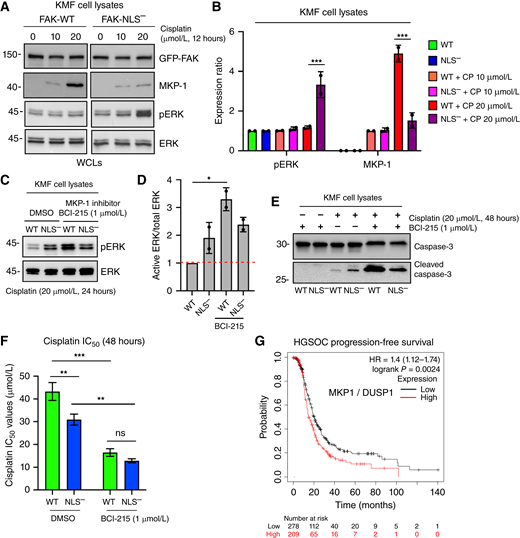Nuclear FAK regulation of MKP1 expression is associated with cisplatin resistance. A, KMF FAK-WT and FAK-NLS− cells were treated with increased concentrations of cisplatin (0, 10, or 20 μmol/L) for 12 hours and protein lysates were immunoblotted for GFP-FAK, MKP1, pERK, and total ERK. B, Image quantitation of pERK to total ERK ratio or MKP1 levels (FAK-WT set to 0) from two independent experiments described in A. Values are means ± SD (***, P < 0.001). C, KMF FAK-WT and FAK-NLS− cells were treated 20 μmol/L cisplatin (24 hours) under control (DMSO) or with MKP1 inhibitor (BCI-215, 1 μmol/L) addition. Protein lysates were immunoblotted for pERK and total ERK. D, Image quantitation of pERK to total ERK ratio from two independent experiments described in C. Values are means ± SD with FAK-WT control set to 1 (*, P < 0.05). E, KMF FAK-WT and FAK-NLS− cells were treated 20 μmol/L cisplatin (48 hours) as above with MKP1 inhibitor (BCI-215, 1 μmol/L) addition, and cell lysates were immunoblotted for caspase-3 and cleaved caspase-3. F, Determination of IC50 values to cisplatin KMF FAK-WT (green bars) and FAK-NLS− (blue bars) cells in the presence of MKP1 inhibitor (BCI-215, 1 μmol/L) or DMSO control as determined by alamarBlue cell viability assay. Values are means ± SD from three independent experiments (*, P < 0.05; **, P < 0.01; ***, P < 0.001). G, Kaplan–Meier curves from 949 HGSOC patient samples that received adjuvant carbo- or cisplatin-based chemotherapy. Plots show probability of relapse-free survival in months with tumors high (red) or low (black) for MKP1 mRNA (HR = 1.4, P = 0.0024). ns, not significant; WCL, whole-cell protein lysate.