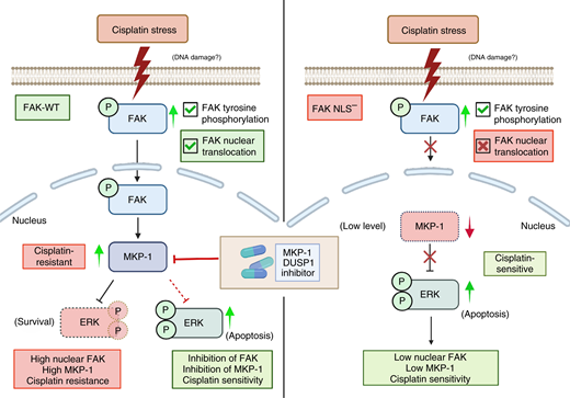 Model of cisplatin-stimulated nuclear FAK protection against ERK-associated cell death in ovarian cancer. Left, Patient tumors surviving neoadjuvant chemotherapy exhibit a high level of active FAK staining in the cell nucleus. This is a tumor cell–intrinsic response, as subcytotoxic cisplatin treatment was associated with FAK nuclear accumulation in human and mouse ovarian tumor cells. Cisplatin stress also increased MKP1 tyrosine phosphatase expression that limits phosphorylation and activity of ERK. Inhibition of MKP1 results in elevated cisplatin-stimulated ERK activity associated with cell death. FAK inhibition also results in increased ERK activity, and FAK inhibition potentiated cisplatin-induced cell death (28). Right, Mutational inactivation of FAK nuclear targeting (FAK-NLS−) does not prevent basal or cisplatin-stimulated FAK-NLS− phosphorylation at Y397. FAK-NLS− does not accumulate in the nucleus upon cisplatin addition to cells. FAK-NLS− cells exhibit sensitivity to cisplatin cytotoxicity, reduced MKP1 expression, and elevated ERK activation. Our results support the notion that nuclear FAK supports MKP1 expression and that combinatorial small-molecule targeting of FAK kinase and MKP1 phosphatase activities may function as an effective therapy combination with cisplatin for HGSOC. Created in BioRender (RRID: SCR_018361). Schlaepfer, D. (2024) BioRender.com/n24i207.