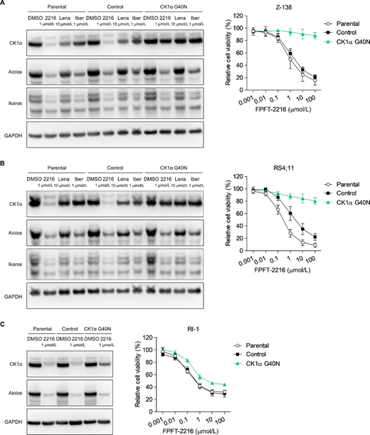 Antiproliferative activity of FPFT-2216 via CK1α degradation. FPFT-2216 degrading activity and growth inhibition in Z-138 (A), RS4;11 (B), and RI-1 (C) cells with a CK1α G40N mutant. Left: Western blot analysis of cells cultured for 6 hours (A and B) or 24 hours (C) in the presence of compounds at different concentrations. Representative results from two independent experiments are shown. GAPDH was used as a loading control. Right: Viability (%) of each cell type cultured for three days in the presence of 0.001–100 µmol/L FPFT-2216. Results are presented as the mean ± SD (n = 3). 2216, FPFT-2216; Lena, lenalidomide; Iber, iberdomide.