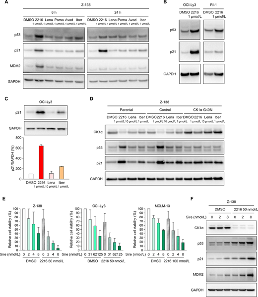 Activation of the p53 signaling pathway via CK1α degradation by FPFT-2216. Western blot analysis of Z-138 cells cultured for 6 and 24 hours (A), OCI-Ly3 and RI-1 cells cultured for 24 hours (B and C), and CK1α G40N mutant-expressing Z-138 cells cultured for 6 hours (D) in the presence of compounds at different concentrations. Representative results from two (A and D) or three (B) independent experiments are shown. GAPDH was used as a loading control. In the case of OCI-Ly3 cells, the p21 band intensity was normalized to GAPDH, and the p21/GAPDH band intensity ratio (%) after treatment with various compounds was determined with the p21/GAPDH band intensity ratio in DMSO-treated cells taken as 100% (C, mean ± SD, n = 3). E, Cell viability (%) of Z-138, OCI-Ly3, and MOLM-13 cells cultured for three days in the presence of FPFT-2216 and siremadlin at the concentrations shown in the figure. Results are presented as the mean ± SD (n = 3). F, Western blot analysis of Z-138 cells treated for 6 hours with varying concentrations of siremadlin alone or in combination with 50 nmol/L FPFT-2216. Representative results from two independent experiments are shown. 2216, FPFT-2216; Lena, lenalidomide; Poma, pomalidomide; Avad, avadomide; Iber, iberdomide; Sire, siremadlin.