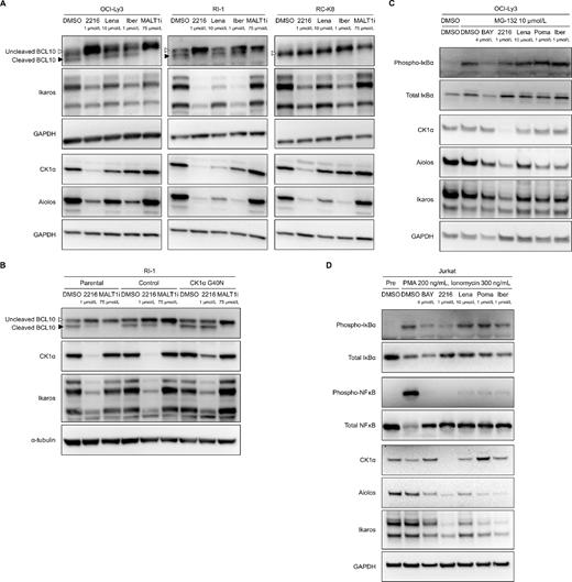 Suppression of CBM complex activity/NFκB pathway via CK1α degradation by FPFT-2216. Western blot analysis of DLBCL cell lines (A) and RI-1 cells expressing CK1α G40N mutant (B) cultured for 24 hours in the presence of compounds at different concentrations. Open triangle: Uncleaved BCL10, closed triangle: Cleaved BCL10. C, MG-132 was added after OCI-Ly3 cells were cultured for 23 hours in the presence of compounds at the concentrations shown in the figure. After 1 hour, proteins were extracted from the cells, and Western blot analysis was performed. D, Jurkat cells were cultured for approximately 24 hours in the presence of compounds at the concentrations shown in the figure, and the cells were cultured for 15 minutes after adding PMA/ionomycin. Proteins were extracted from the cells, and Western blot analysis was performed. Representative results from two (B–D) or three (A) independent experiments are shown. GAPDH or α-tubulin was used as a loading control. 2216, FPFT-2216; Lena, lenalidomide; Iber, iberdomide; MALT1i, Z-VRPR-FMK; BAY, BAY 11-7082; Poma, pomalidomide.