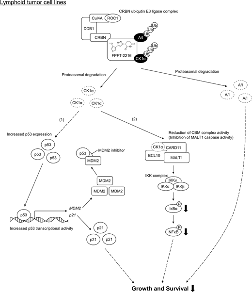 CK1α degradation by FPFT-2216 and subsequent p53 pathway activation and CBM complex/NFκB pathway inhibition. FPFT-2216 enhances CK1α degradation in lymphoid tumor cell lines, resulting in antiproliferative activity via the following two pathways. (1) In the case of p53 wild-type, CK1α degradation activates p53/p21, resulting in cell cycle arrest and growth inhibition. In addition, the binding of MDM2, whose expression is increased by p53, to p53 is suppressed in the presence of an MDM2 inhibitor, further enhancing p53 activation. This is presumed to be the combined action mechanism of FPFT-2216 and an MDM2 inhibitor. (2) CK1α degradation attenuates CBM complex activities, such as MALT1 caspase activity, and suppresses downstream NFκB pathway activation.