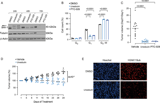 BMI-1 inhibition affects cell cycle progression and tumor growth. A, Western blot analyses of the human H1975 cell line treated for 24, 48, and 72 hours with DMSO Vehicle as control, and Unesbulin or PTC-028. Protein lysates were immunoblotted with an anti-BMI-1 or an anti-Tubulin antibody. Loading was assessed with an anti-β-actin antibody. Expected size is shown in kDa. The slower migrating hyperphosphorylated BMI-1 band is indicated by the arrowhead. B, Cell cycle analysis of the H1975 cell lines after treatment for 24 hours with DMSO (black), Unesbulin (light blue), or PTC-028 (dark blue). The bar charts represent the distribution of cells in G0, G1, and G2–M phases. P values are indicated. Error bars represent SD. Percentages of cells in each cell cycle phase are indicated. C, H1975 xenografts tumor volumes at treatment termination (Vehicle n = 15, black; Unesbulin n = 17, light blue; PTC208 n = 8, dark blue) normalized to the tumor volume measured at the beginning of treatment. The difference in tumor size at day 21 was statistically significant (P values are indicated). D, The graph shows percentage of change in transgenic mice tumor volume measured by MRI at the indicated timepoints, between Unesbulin (n = 8, light blue) and Vehicle-treated (n = 6, black) groups. Error bars represent SD. P value is indicated. E, Confocal microscopy fluorescence nuclear imaging of DNA and H2AK119ub in tumor tissues collected at the end of treatment. Top panels show a representative image of DMSO-treated tumor; bottom panels show a tumor treated with Unesbulin. Left panels show DNA staining by Hoechst 33342 (blue acquisition channel). Right panels show H2AK119ub staining by immunofluorescence (scale bar, 10 µm).