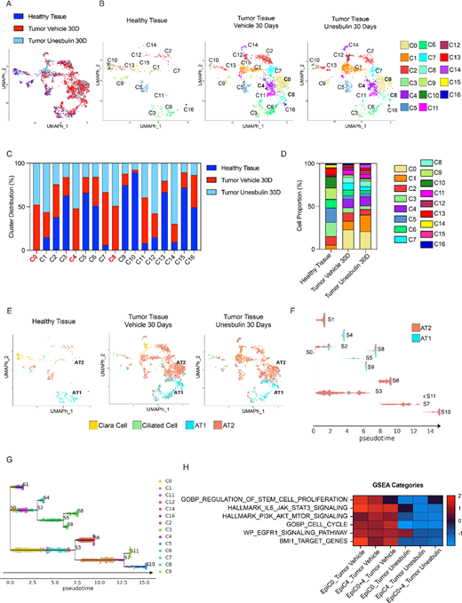 Deconvolution of healthy and diseased epithelial clusters highlights the malignant stem cell nature of C0epi and C4epi. A, UMAP cluster distribution of epithelial cells from healthy lungs (n = 3, dark blue), Vehicle- (n = 10, red), and Unesbulin-treated tumors (n = 3, light blue), up to 30 days. B, Split distribution of the 17 epithelial transcriptional clusters (C0–C16) identified in healthy lungs (left), Vehicle- (middle), and Unesbulin-treated tumors (right). Each color represents a defined transcriptomic cluster. C, Histograms representing C0–C16 percentage distribution per sample (healthy lungs, Vehicle-, and Unesbulin-treated tumors). D, Histograms representing the percentage contributions of C0–C16 clusters per sample (healthy lungs, Vehicle-, and Unesbulin-treated tumors). E, UMAP cluster annotation of epithelial cells from healthy lungs, and Vehicle- and Unesbulin-treated tumors. Each color represents a different epithelial subpopulation. F, STREAM analysis on the AT2/AT1 subpopulations identifies states S0–S11. G, STREAM analysis on the AT2/AT1-annotating clusters depicts trajectories of differentiation. H, Heat map showing GSEA of Vehicle- and Unesbulin-treated C0epi-C4epi identifies signaling pathways enriched in each sample and affected upon treatment.