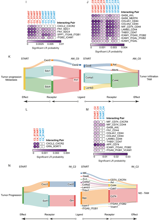 Deconvolution of healthy and diseased macrophage clusters demonstrates presence of interstitial and alveolar subpopulations and identifies tumor-specific cross-talks occurring in the malignant stem epithelial compartment. A, UMAP cluster distribution of macrophages from healthy lungs (n = 3, dark blue), Vehicle- (n = 10, red), and Unesbulin-treated tumors (n = 3, light blue), up to 30 days. B, Split UMAP distribution of the nine macrophage transcriptional clusters (C0–C8) identified in healthy lungs (left), Vehicle- (middle), and Unesbulin-treated tumors (right). Each color represents a defined transcriptional cluster. C, Histograms representing macrophage cluster percentage distribution per sample (healthy lungs in blue, Vehicle- and Unesbulin-treated tumors in red and light blue, respectively). D, Histograms representing the percentages contribution of macrophage clusters per sample (healthy lungs, Vehicle- and Unesbulin-treated tumors). E, KEGG analysis of identified signaling pathways differentially enriched in selected macrophage clusters (C0 and C2). F, Heat map showing AM and IM expressed genes in healthy macrophage clusters. UMAP plot representing the expression of the representative category-specific signature in AM (G) and IM (H). I and J, Heat maps showing the predicted interactions between AM clusters and START in Vehicle- (red) and Unesbulin-treated tumors (light blue). K, Sankey plot of the protumorigenic phenotypes promoted on START by alveolar C0 macrophage-secreted ligands (left) and on macrophages by START secreted ligands (right). L and M, Heat maps showing the predicted interactions between IM clusters and START in Vehicle- (red) and Unesbulin-treated tumors (light blue). N, Sankey plot of the protumorigenic phenotypes promoted on START by C2 IM-secreted ligands (left) and on macrophages by START secreted ligands (right).