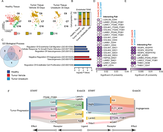Comparison of pulmonary healthy and diseased endothelial cells and fibroblasts characterize their distribution and tumor-specific interplays with START. A, Split t-SNE plot distribution of the four endothelial clusters identified in healthy lungs (left), Vehicle- (middle), and Unesbulin-treated tumors (right). Each color represents a defined transcriptional cluster. B, Histograms representing the percentage contribution of endothelial clusters per sample (healthy lungs, Vehicle- and Unesbulin-treated tumors). C, Venn diagram showing common and unique GO categories/ biological processes enriched in endothelial cells from each sample (healthy lungs, Vehicle- and Unesbulin-treated tumors). D, Heat map showing the predicted interactions between endothelial cells and START in Vehicle- (red) and Unesbulin-treated tumors (light blue). E, Heat map showing the predicted interactions between START and endothelial in Vehicle- (red) and Unesbulin-treated tumors (light blue). F, Sankey plot of the protumorigenic phenotypes promoted on START by endothelial-secreted ligands (left) and on endothelial cells by START-secreted ligands (right). G, Split t-SNE plot distribution of the fibroblast clusters identified in healthy lungs (left), Vehicle- (middle), and Unesbulin-treated tumors (right). Each color represents a defined transcriptional cluster. H, Histograms representing the percentage contribution of fibroblast clusters per sample (healthy lungs, Vehicle-, and Unesbulin-treated tumors). I, Venn diagram showing common and unique GO categories/biological processes enriched in fibroblasts from each sample (healthy lungs, Vehicle- and Unesbulin-treated tumors). J, Heat map showing the predicted interactions between START and fibroblasts in Vehicle- (red) and Unesbulin-treated tumors (light blue). K, Heat map showing the predicted interactions between fibroblasts and START in Vehicle- (red) and Unesbulin-treated tumors (light blue). L, Sankey plot of the protumorigenic phenotypes promoted on START by fibroblast-secreted ligands (left) and on fibroblasts by START-secreted ligands (right).