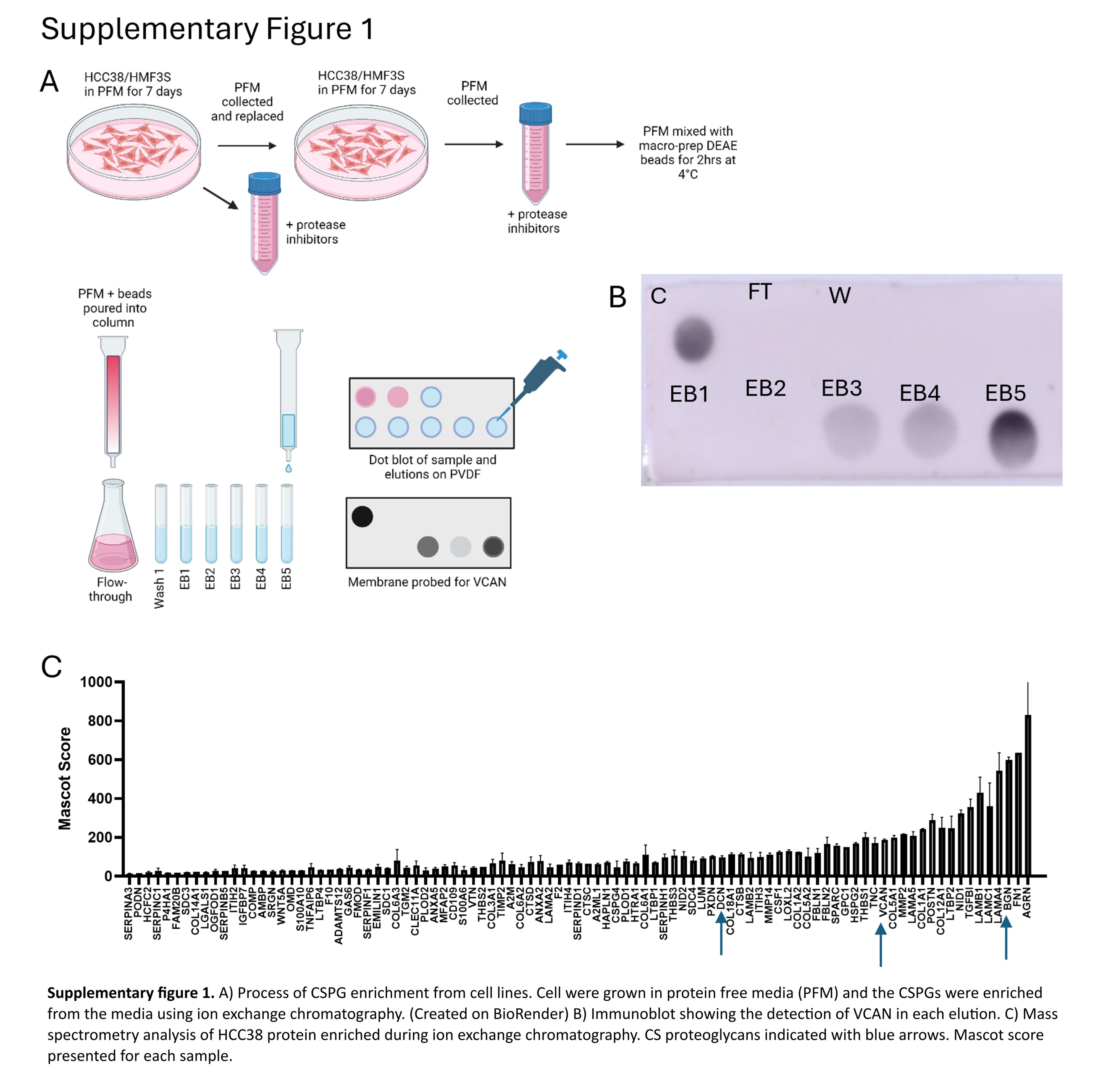 Versican Associates with Tumor Immune Phenotype and Limits Tcell