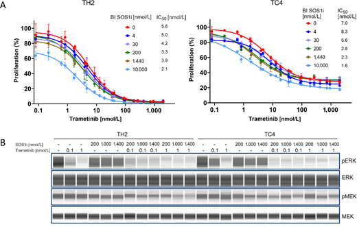 SOS1i+MEKi combination decreases proliferation and MAPK pathway activation in vitro. A, Proliferation dose–response curves in KPCY TH2 (left) and TC4 (right) cells treated with increasing concentrations of trametinib (0.08, 0.22, 0.61, 1.68, 4.62, 12.7, 35, 96.2, 264.5, 727.3, 2,000 nmol/L) and either 0.2% DMSO (red curve) or SOS1i at 4, 30, 200, 1,440 or 10,000 nmol/L. B, Immunoblotting for pERK, ERK, pMEK, and MEK in TH2 (left) and TC4 (right) cells treated with trametinib (0.1 or 1 nmol/L), SOS1i (200, 1,000, or 1,400 nmol/L) or the combination of the two drugs for 2 hours. SD is shown.