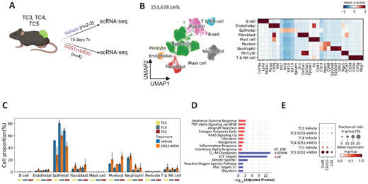 scRNA-seq reveals tumor-intrinsic mechanisms and cellular and molecular cross-talk in the TME in response to SOS1i+MEKi treatment. A, Experiment design of scRNA-seq experiments. B, UMAP visualization (left) of 153,678 KPCY TME cells from n = 20 mice across all conditions (TC3, TC4, and TC5 TME after treatment of vehicle or SOS1i+MEKi). Major cell types identified through graph-based clustering are indicated by color. Heat map (right) showing the relative average expression of common cell type–specific marker genes for each cluster for annotation. C, Bar graph showing cell proportion/composition of indicated cell type in the TME of each mouse (mean ± 95% confidence interval). D, Pathway enrichment analysis of upregulated and downregulated genes in epithelial/tumor cells in response to SOS1i+MEKi treatment across all mice (n = 20). E, Dot plot showing gene expression of Cxcl9, Cxcl10, and Ccl3 across conditions.