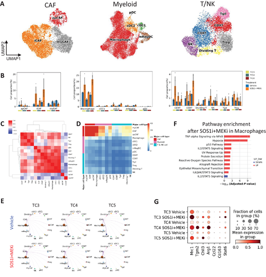 SOS1i+MEKi co-opt an immunosuppressive microenvironment by iCAF-M2 macrophage interactions and dendritic cell activation defects. A, UMAP visualization of subsets of CAFs, myeloid cells and T/NK cells. B, Bar graph showing cell proportion/composition of indicated cell subset type in the (mean ± 95% confidence interval). C, Heat map of frequency correlation (Pearson correlation coefficient) between every pair of nonmalignant cells in the TME. D, Interaction number between nonmalignant cell types. E, Interaction strength centered around iCAF before (top) and after SOS1i+MEKi treatment (bottom). F, Pathway enrichment analysis of upregulated and downregulated genes in macrophages in response to SOS1i+MEKi treatment. G, Dot plot showing gene expression of M2 macrophage polarization genes
