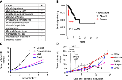 The presence of certain microbes in ORIEN tumors correlates with worse outcomes after radiotherapy. A, List of strains whose interactions with hypoxia in the tumor are significantly associated with survival outcomes in ORIEN patients who received radiation treatment. B, Kaplan–Meier survival curve showing an association between the presence of F. canifelinum and patient outcome. A risk table for this result is available as Supplementary Table S6. C, Model CT26 tumors grown in immune-deficient mice and inoculated with Fusobacterium show no increase in tumor growth delay after radiotherapy. D, Similarly, model tumors inoculated with several other bacterial strains show significant increases in tumor growth delay after radiotherapy. The strains included are Lactobacillus (Lacto), a mixed population from a healthy donor (Gut Mix), bacterial growth medium (GAM), Streptococcus (Strepto), and Akkermansia (AKK). Error bars are ±SEM. P values were calculated against GAM using the t test. *, P < 0.05.