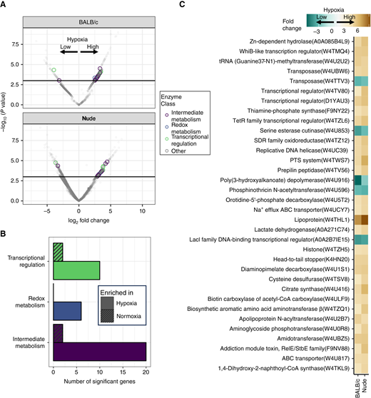 Oxygen-responsive gene expression of Cutibacterium within model tumors. A, Volcano plot of metatranscriptomic analysis of transcripts from Cutibacterium found in low or high hypoxia score CT26 tumors grown in either immune-deficient or immune-competent host animals (1,295 total transcripts identified). B, Bar plot showing the total number of significantly enriched genes in the hypoxic and normoxic conditions enriched in each enzyme class as notated in (A). C, Table of the 34 annotated transcripts that showed significant concordant changes to hypoxia score in both datasets (48 total, 39 pos, and 9 neg).