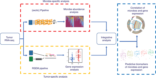 Graphical summary. RNA-seq data from tumor specimens are processed to microbe abundances and human gene expression. Each is associated with ICI response, and then integrative analyses combine them into a model to predict outcomes.