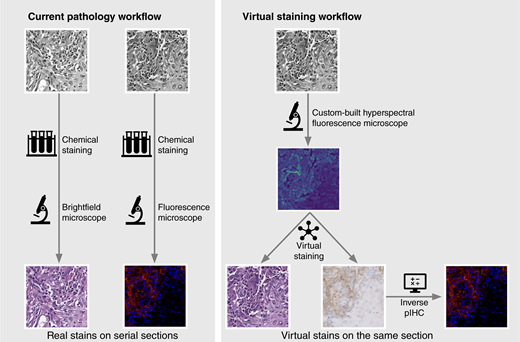Comparison of current pathology workflow and virtual staining workflow. Multiple stains are achieved by chemical staining of multiple sections in the current workflow and by concurrent virtual staining of a single section in the proposed workflow.