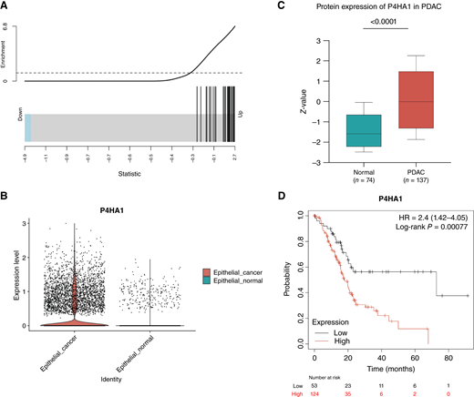P4HA1 expression is increased in PDAC and is clinically relevant. A, Gene set enrichment analysis showing a correlation between a high P4HA1 expression and the expression of genes in a hypoxia gene signature (P = 3 × 10−20). B, scRNA-seq analysis shows increased expression levels of P4HA1 in human pancreatic tumors compared with normal tissue (P = 9 × 10−16). C, Protein expression of P4HA1 in PDAC using the Clinical Proteomic Tumor Analysis Consortium database, accessed through the University of Alabama at Birmingham Cancer data analysis Portal. D, Kaplan–Meier analysis of patients with PDAC shows increased risk of death associated with a high expression of P4HA1. Plot generated using KMPlot. The median survival time for low expression and high expression cohorts is 72.73 and 18.17 months, respectively (HR = 2.4; 95% confidence interval, 1.42–4.05; P = 0.00077).