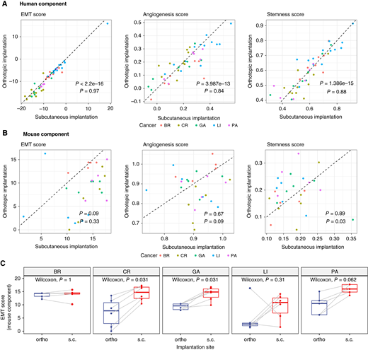 EMT, angiogenesis, and stemness scores in ortho vs. s.c. PDX models. A, Pearson correlation analysis of EMT, angiogenesis, and stemness scores in the human component between ortho and s.c. PDX models. Colors represent different cancer types. The dashed line indicates the line of equality (y = x). B, Pearson correlation analysis of EMT, angiogenesis, and stemness scores in the mouse component between ortho and s.c. PDX models, with colors representing different cancer types. The dashed line indicates the line of equality (y = x). C, Paired Wilcoxon tests comparing EMT scores in the mouse component between ortho and s.c. PDX models, stratified by cancer types, with colors representing the implantation methods. BR, breast; CR, colorectal; GA, gastric; PA, pancreatic.