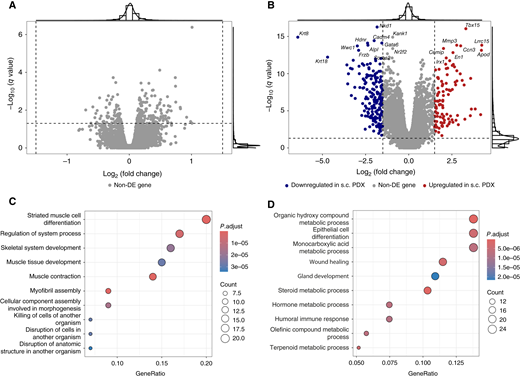 Differential expression between ortho and s.c. PDX models. A, Volcano plot displaying the results of DEG analysis in the human component. No DEGs were identified. B, Volcano plot displaying the DEGs identified in the mouse components, with colors indicating the direction of regulation. The horizontal and vertical dashed lines represent the q-value and log2 fold change thresholds, respectively. Non-DE, not differentially expressed. C, The top 10 significantly enriched GO terms among the upregulated DEGs in the mouse component of s.c. PDX models. D, The top 10 significantly enriched GO terms among the upregulated DEGs in the mouse component of ortho PDX models.