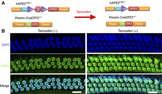 APE2 conditional transgenic mouse model. A, Schematic diagram of the hAPE2LSL/LSL conditional transgenic mouse model. B, Representative images of APE2 immunofluorescence staining from OHCs of Prestin-CreERT2+/−hAPE2LSL/− mice 7 days after tamoxifen injection compared with control mice without tamoxifen injection (n = 3) indicating successful Cre-induced LoxP recombination and subsequent hAPE2 overexpression in OHCs. Scale bar, 50 μm.