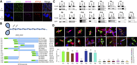 APE2 binds to the MYH9 E853–A922 domain. A, Confocal images of HEI-OC1 cells after treatment with 250 ng/mL cisplatin at indicated time points, with DAPI (blue), APE2 (green), ATP5A (mitochondria, red), and MYH9 (magenta). Areas of condensed mitochondria with APE2–MYH9 colocalization are indicated with orange arrowheads. The experiments shown were performed independently 3 times (n = 3) with consistent results. Representative data from one experiment are presented. Scale bar, 10 μm. B, MYH9 protein domains and the schematic diagram of enhanced Green Fluorescent Protein (GFP)-MYH9 constructs (F1–F14) used in the studies. C, Immunoprecipitation and (D) immunofluorescence of HEI-OC1 cells cotransfected with FLAG-APE2 and different GFP-MYH9 constructs (F1–F14) with quantification of the latter. Scale bar, 10 μm. The fluorescence microscopy images (top) show the localization of APE2 (red) and the MYH9-GFP constructs (green), with DAPI staining (blue) marking the nuclei. Yellow arrows indicate colocalization points. The bar graph (bottom) quantifies the percentage of APE2 colocalization relative to GFP expression for each MYH9 fragment construct (F1–F15). From the graph, it appears that constructs F1–F4 and F6–F8 have high colocalization with APE2, whereas F5 and F9–F15 show little to no colocalization. NS, no significant difference compared with F1; ***, P < 0.001 vs. F1.