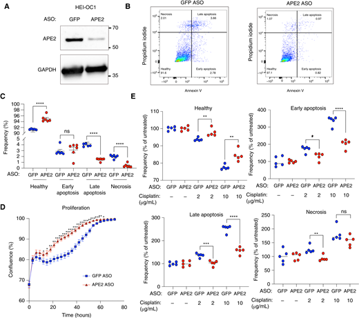 APE2 knockdown mitigates cisplatin-induced apoptosis in vitro.A, Knockdown of APE2 by transfection of APE2 ASO and GFP ASO as control ASO gapmers in HEI-OC1 cells. B, Flow cytometry dot plots showing Annexin V and propidium iodide staining 24 hours after transfection. The experiments shown were performed independently 3 times (n = 3) with consistent results. Representative data from one experiment are presented. C, Frequency of healthy (double negatives), early apoptotic (annexin V+/PI−), late apoptotic (annexin V+/PI+), and necrotic (annexin V−/PI+) HEI-OC1 cells 24 hours after transfection. D, Confluence of cultures in 96-well plates seeded with 24 hours–transfected HEI-OC1 cells over 72 hours. E, Frequencies, normalized to respective saline controls, of healthy, early apoptotic, late apoptotic, and necrotic cells among transfected HEI-OC1 cells treated with cisplatin at indicated concentrations for 24 hours. ns, not significant; *, P < 0.05; **, P < 0.01; ***, P < 0.001; ****, P < 0.0001.