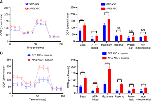 APE2 ASO restores mitochondrial respiration impaired by cisplatin treatment. A, Seahorse XF analysis of the mitochondrial OCR in cells transfected with control GFP ASO or APE2 ASO. Key parameters measured include basal respiration, ATP-linked respiration, maximal respiration, reserve capacity, proton leak, and nonmitochondrial respiration. B, Seahorse XF analysis of the OCR in cells treated with cisplatin following transfection with GFP ASO or APE2 ASO. Data represent mean ± SEM. Statistical analysis was performed using the unpaired two-tailed Student t test; NS, not significant; *, P < 0.05; **, P < 0.01; ***, P < 0.001; ****, P < 0.0001..