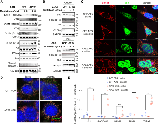 APE2 inhibits p53 signaling and provokes apoptosis. HEI-OC1 cells were transfected with indicated ASO 24 hours prior to further treatments. A, Cells were treated with 1 μg/mL or 5 μg/mL cisplatin for 6 hours prior to collection of total cellular protein for immunoblot analysis. B, Cells were treated with 5 μg/mL cisplatin for 6 hours prior to isolation of cytosolic and mitochondrial protein fractions for immunoblot analysis. Confocal microscopy analysis of HEI-OC1 cells treated with 1,000 ng/mL cisplatin for 24 hours, showing (C) DAPI (blue), p53 (green), and ATP5A/mitochondria (red) colocalization (scale bar, 5 μm), and (D) DAPI (blue), cytochrome C (green), and ATP5A/mitochondria (red) colocalization (scale bar, 3 μm). E, RT-qPCR analysis of expression of selected p53-associated genes in cells treated with 1,000 ng/mL cisplatin for 24 hours, normalized to β-actin and shown as fold change compared with untreated, anti-GFP transfected cells. The experiments shown were performed independently 3 times (n = 3) with consistent results. Representative data from one experiment are presented. ns, not significant; *, P < 0.05; **, P < 0.01; ***, P < 0.001; ****, P < 0.0001. Scale bars, 10 μm.