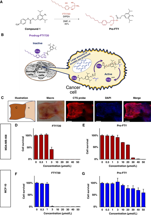 FTY720プロドラッグ(pro-FTY)がリンパ球減少を回避して乳がんの増殖を抑制することを明らかに~今後化学療法と併用することでさらなる相乗効果が生じる可能性にも期待~ FTY720プロドラッグ(pro-FTY)がリンパ球減少を回避して乳がんの増殖を抑制することを明らかに~今後化学療法と併用することでさらなる相乗効果が生じる可能性にも期待~