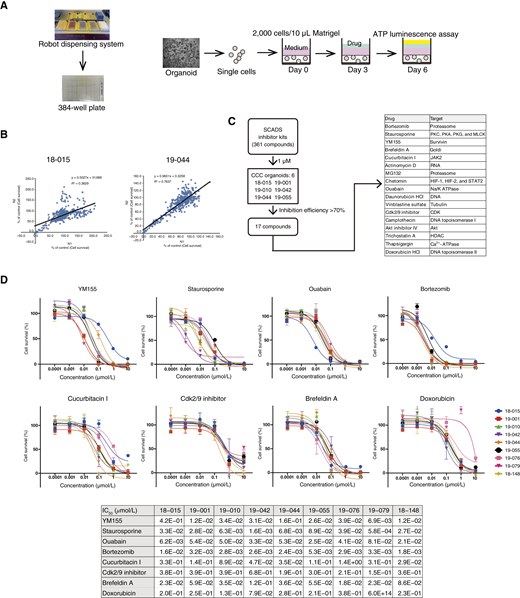 HTDS for CCC organoids using a 384-well plate. A, ATP luminescence-based HTDS system. B, Two independent HTDS showed reproducible results in two CCC organoids. C, Schematic presentation of HTDS with 361 compounds for six CCC organoids. HTDS identified 17 compounds with inhibition efficiencies over 70%. D, Dose–response curve of eight compounds for nine CCC organoids. The IC50 of each compound in each organoid is shown.