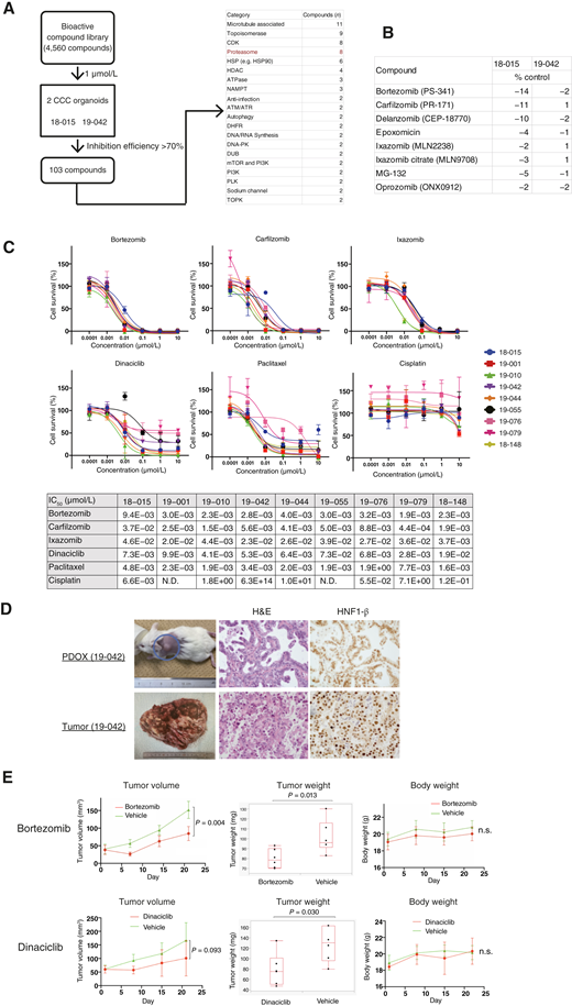 An HTDS with 4,560 compounds identified PIs and dinaciclib as candidate drugs for CCC, demonstrating effectiveness in vivo. A, Schematic presentation of HTDS with 4,560 compounds for two CCC organoids (18-015 and 19-042). DHFR, dihydrofolate reductase; HDAC, histone deacetylase. B, Results (% control) of eight PIs in the HTDS in two CCC organoids. C, Dose–response curve of three PIs (bortezomib, carfilzomib, and ixazomib), dinaciclib, paclitaxel, and cisplatin in nine CCC organoids (18-015, 19-001, 19-010, 19-042, 19-044, 19-055, 19-076, 19-079, and 18-148). The IC50 values of each compound in each organoid are shown. D, Histopathology of a PDOX (19-042) and its original tumor. H&E, hematoxylin and eosin. E,In vivo experiments using PDOX treated with bortezomib or dinaciclib. Bortezomib treatment significantly reduced tumor volume (P = 0.004) and tumor weight (P = 0.013) without body weight loss. Dinaciclib treatment showed a tendency to reduce tumor volume (P = 0.093) and significantly reduce tumor weight (P = 0.030) without body weight loss. DUB, deubiquitinase; NAMPT, nicotinamide phosphoribosyltransferase; N.S., not significant; PLK, polo-like kinase; TOPK, T-LAK cell-originated protein kinase.